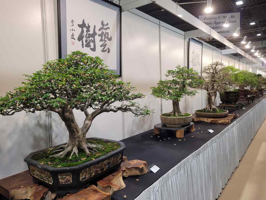 Penjing Bonsai Display gallery on 4th floor halls.