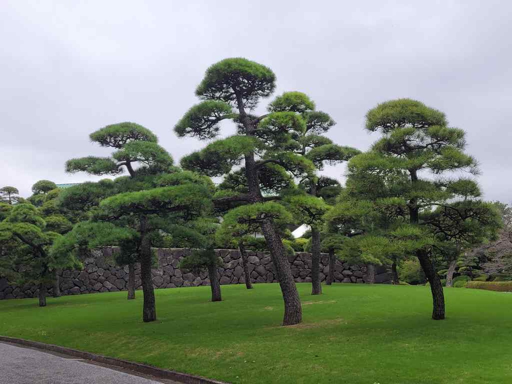 Tokyo imperial palace beyond the walls.