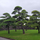 tokyo-imperial-palace-16