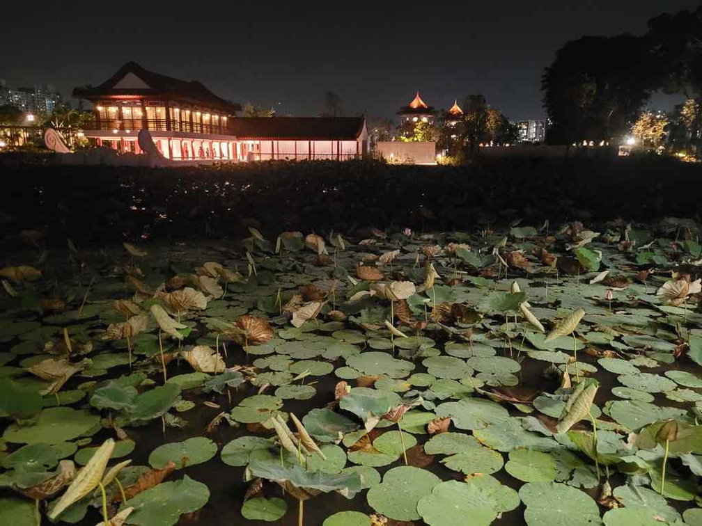 Lotus pond