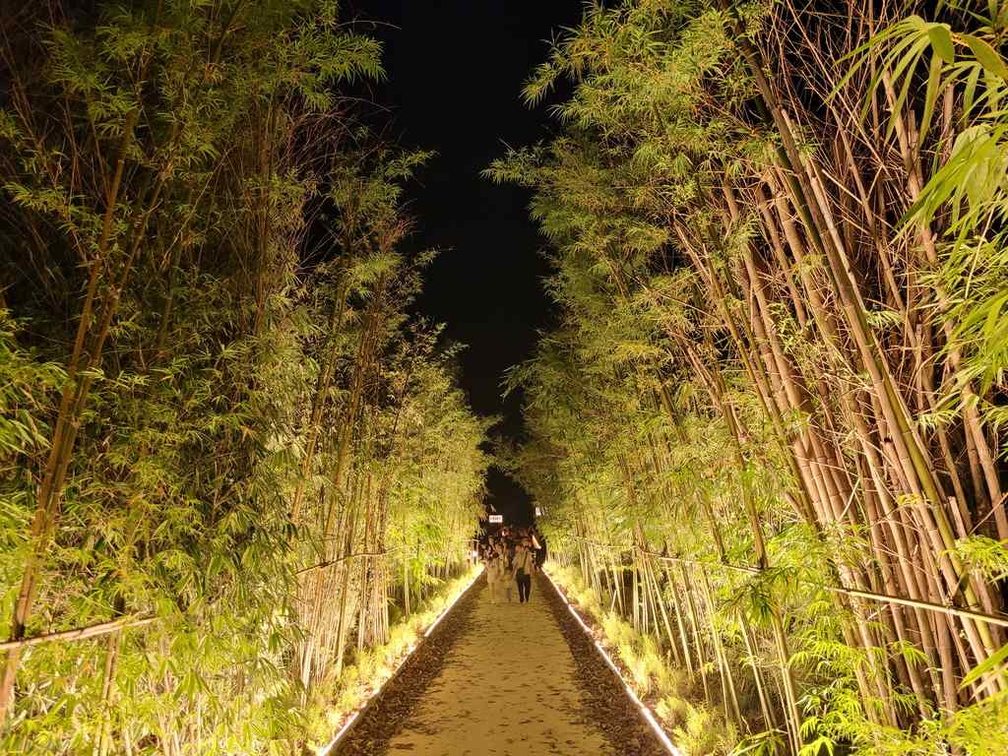 Bamboo Forest Japanese Gardens