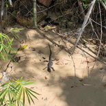 keppel-coastal-trail-labrador-park-06