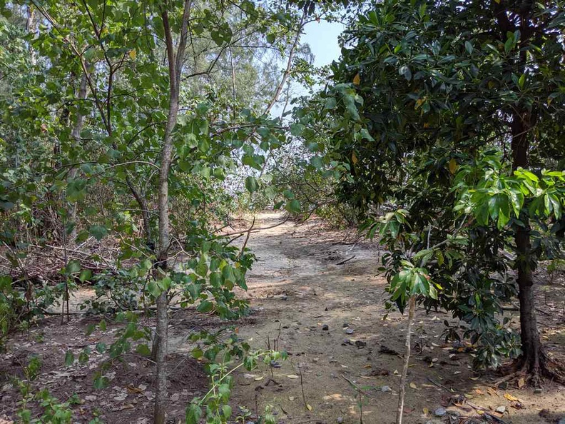 The island has a small Mangrove area