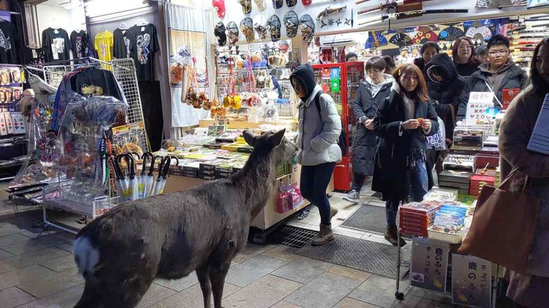 Deer at a shop. Even deers know where their food sources come from