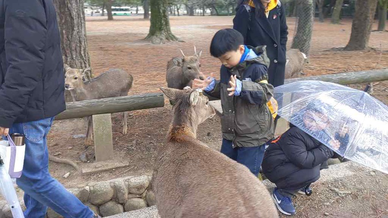 Show your palms to the deer like this boy and deers will stop swarming you