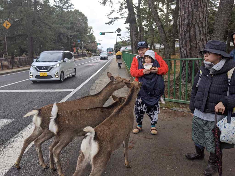 Herds of deers are nice to feed, but control your feeding to prevent deer swarms