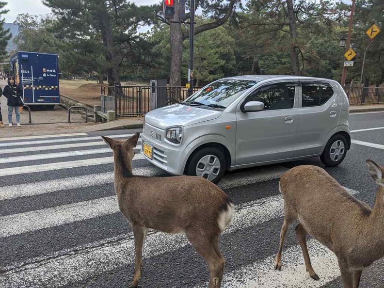 Deers have the right of way here at Nara park Japan