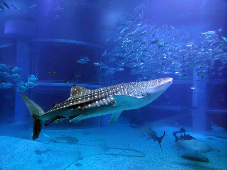 The whale shark is a highlight and showboy of the Osaka Aquarium Kaiyukan