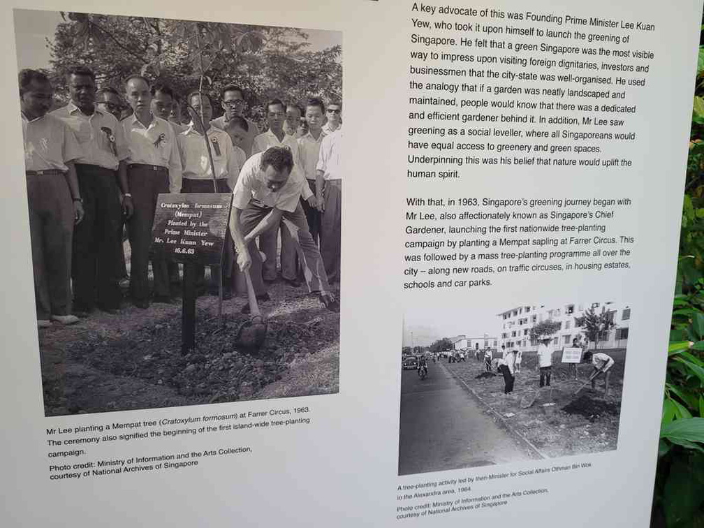 Annual tree planting day since the 1971s, with LKY seen in photos.