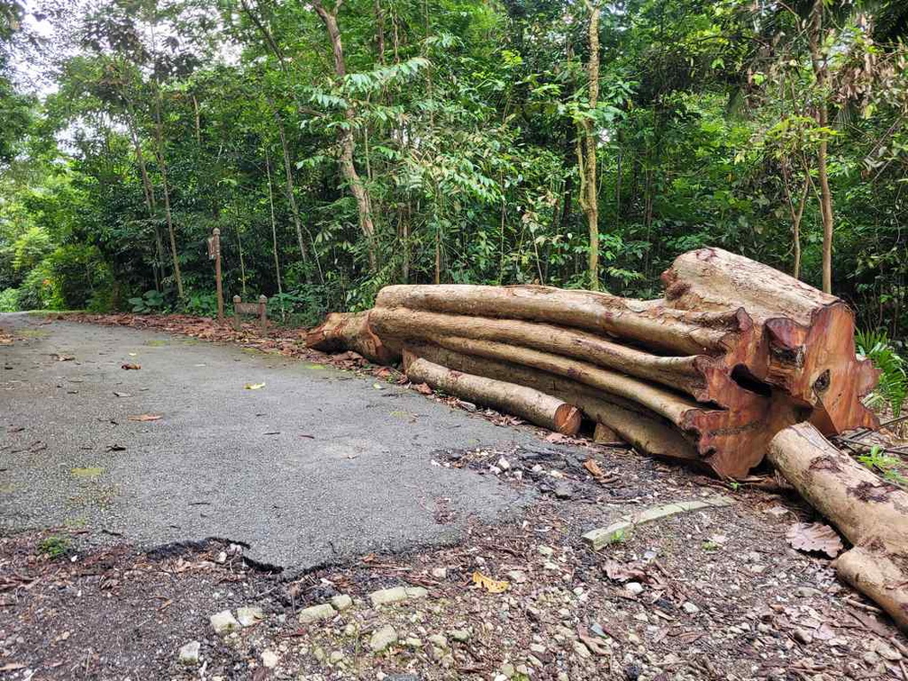 Wallace trail fallen tree