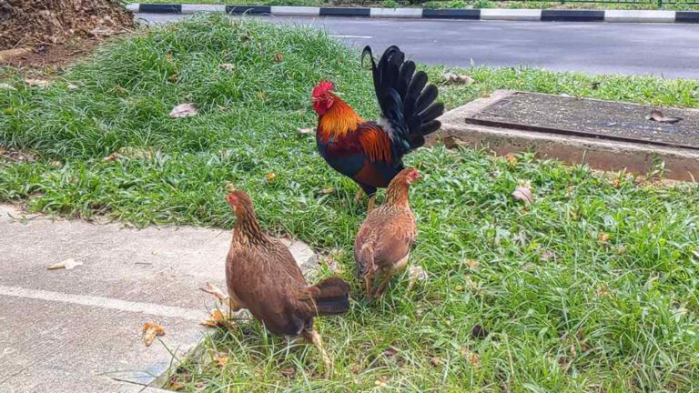 Bukit merah kampong wild chickens - ShaunChng.com